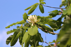 Magnolia officinalis