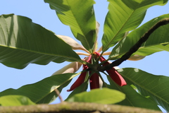 Magnolia officinalis
