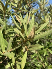 Quercus pumila