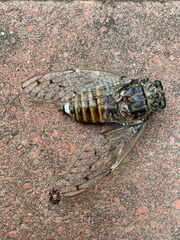 Cicada orni