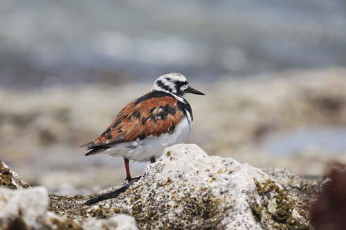 Canadian Turnstone