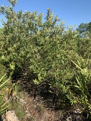 Quercus pumila