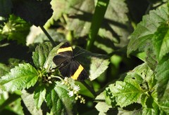 Panara soana