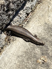 Plestiodon fasciatus