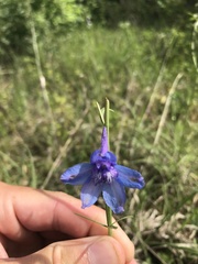 Delphinium treleasei