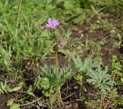 Geranium tuberosum