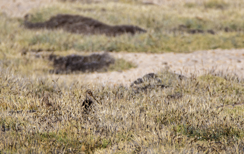 Puna Snipe (Gallinago andina), photo 10
