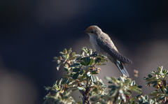 Oreotrochilus estella