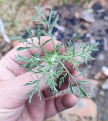 Artemisia abrotanum