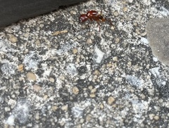 Camponotus floridanus image