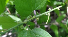 Celticecis oviformis