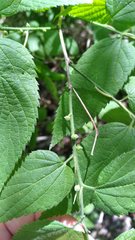 Celticecis oviformis