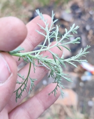 Artemisia abrotanum