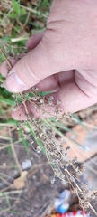 Artemisia abrotanum