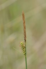Carex tomentosa