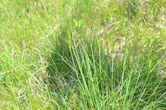 Hesperostipa spartea