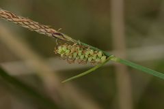 Carex tomentosa