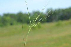 Hesperostipa spartea