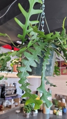 Disocactus anguliger