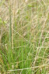 Carex tomentosa