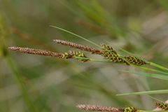 Carex hostiana