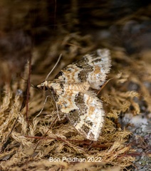 Martania decorata