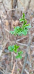 Rubus idaeus
