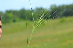 Hesperostipa spartea