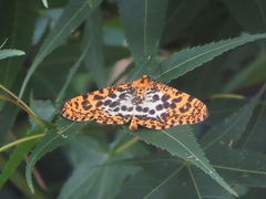 Epobeidia tigrata maxima