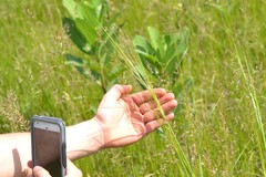 Hesperostipa spartea