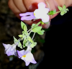 Linaria reflexa