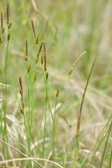 Carex hostiana