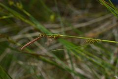 Carex hostiana