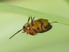 Physegenua obscuripennis