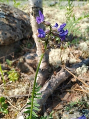 Oxytropis arctica taimyrensis