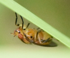 Physegenua obscuripennis