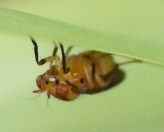 Physegenua obscuripennis