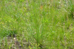 Hesperostipa spartea