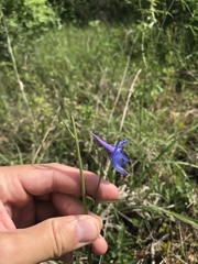 Delphinium treleasei