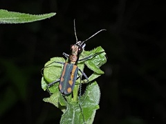 Calochroa