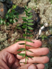 Oxytropis arctica taimyrensis