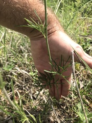 Delphinium treleasei