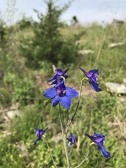 Delphinium treleasei