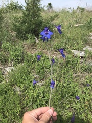Delphinium treleasei