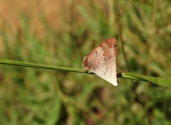 Euselasia thucydides