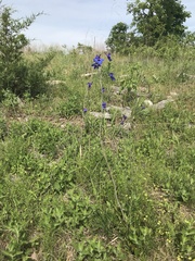 Delphinium treleasei