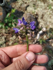 Oxytropis arctica taimyrensis