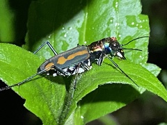Calochroa