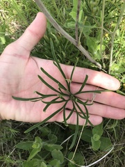 Delphinium treleasei