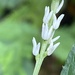 Chloranthus henryi - Photo (c) jimmy_hualien, alguns direitos reservados (CC BY-NC)